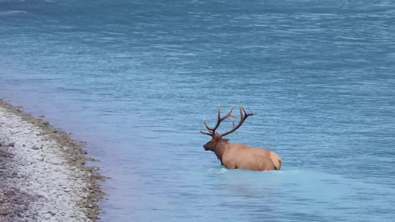 Huge Elks Bull's fighting