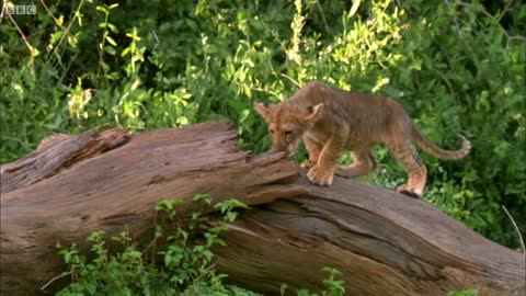 Children Watch Lion Kill Zebra | This Wild Life | BBC Earth