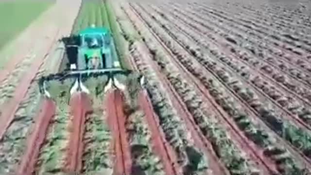 U.S. peanut harvest 2020 美国2020年花生丰收