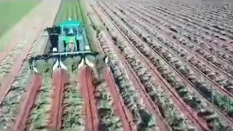 U.S. peanut harvest 2020 美国2020年花生丰收