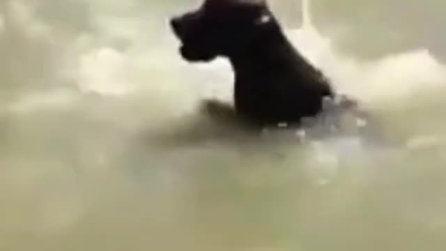 Funny Swimming Dog Hunting A Ball