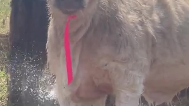 Loona the Highpark Calf Hogs the Sprinkler Water