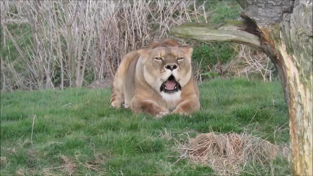 Lions Roaring Compilation