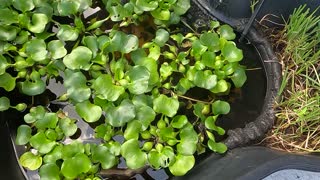 Chicken and shrimp for the pond