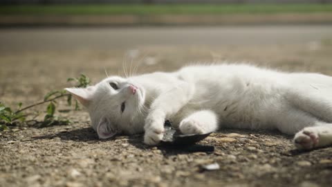 Cat feline whiskers