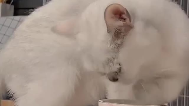 Clean cat