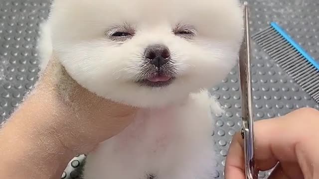 Cute puppy visits hairdressers