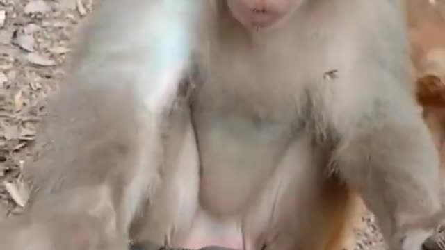 Funny Pet | Funny animals | Pet | Animals | Animal Comedy | Animals Videos