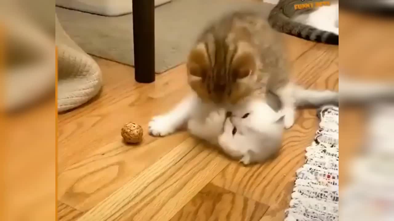 πΆπ± Funny Cat Reaction Videos - Try Not To Laugh π€£| Super Dog