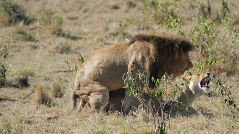 Lion and lioness mating successfully