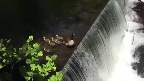 Mother duck teaching baby ducklings 🐣 how to become successful divers.