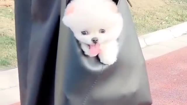 The smallest dog in the world Cute & Funny pomeranian dogs