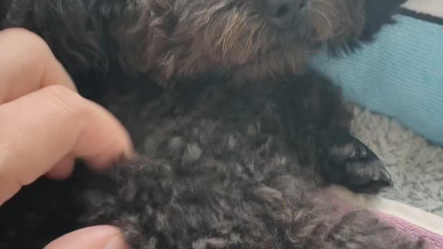 puppy