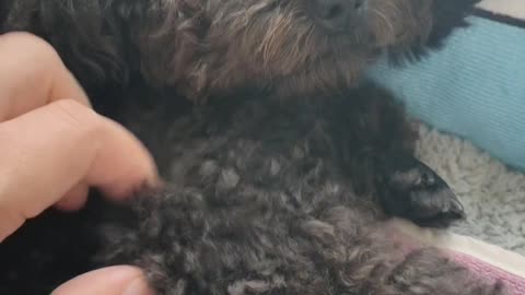 puppy