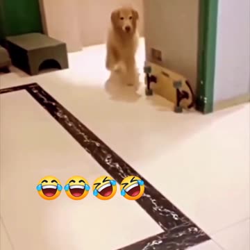Funny Dog acting 🐕