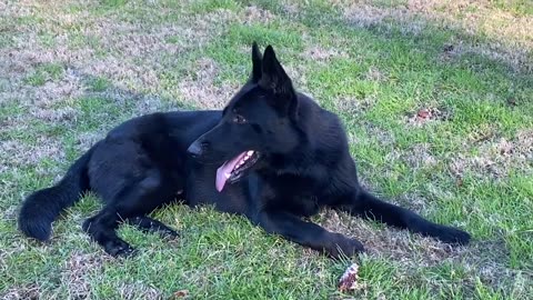 VERY interesting German Shepherd PACK!!!