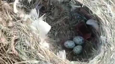 There are many nests on the roof of the farm