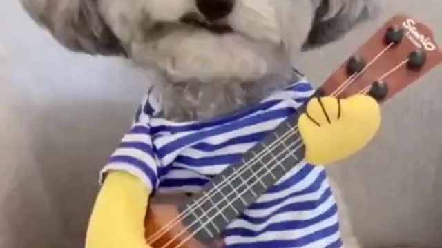 Good singer dog