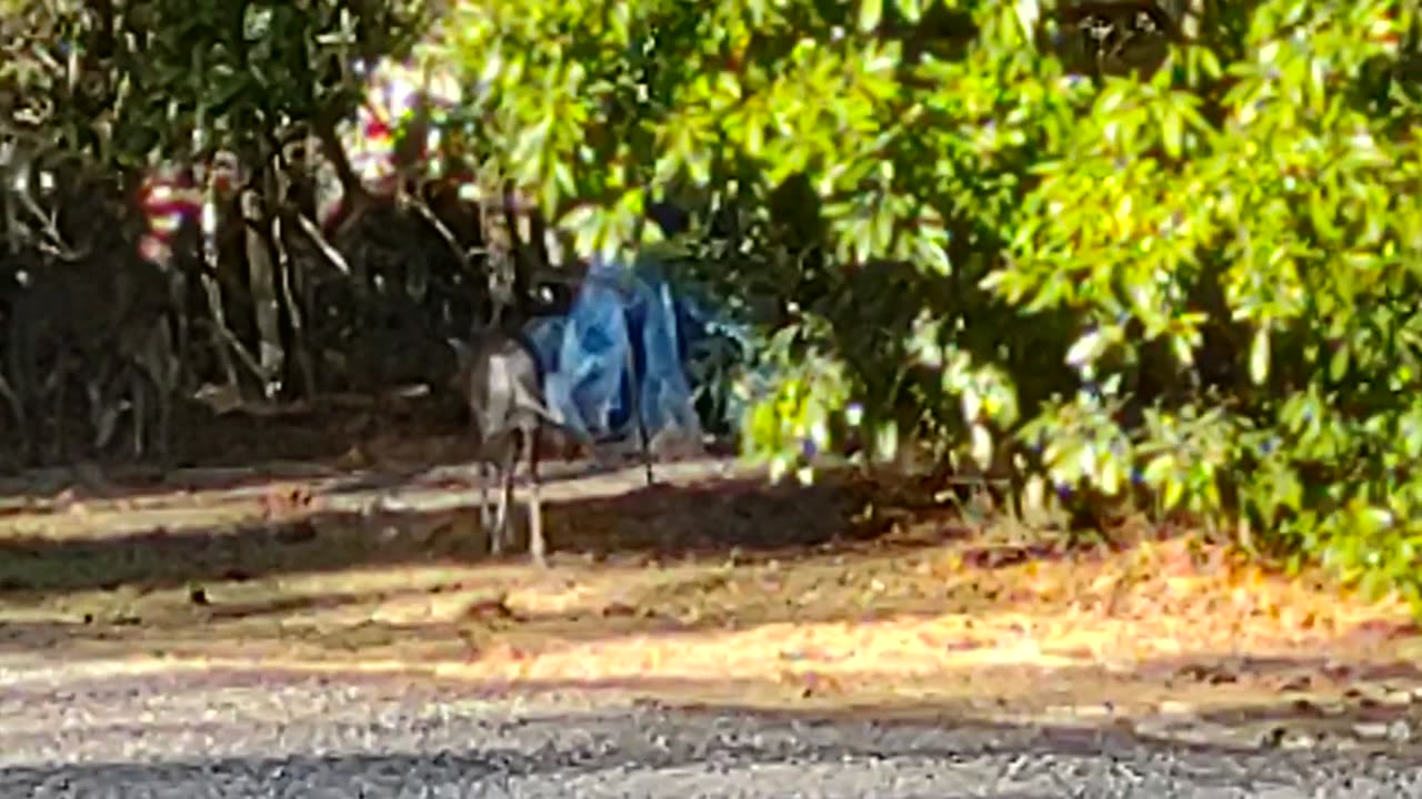 FL Piebald baby Buck 2023/Nov