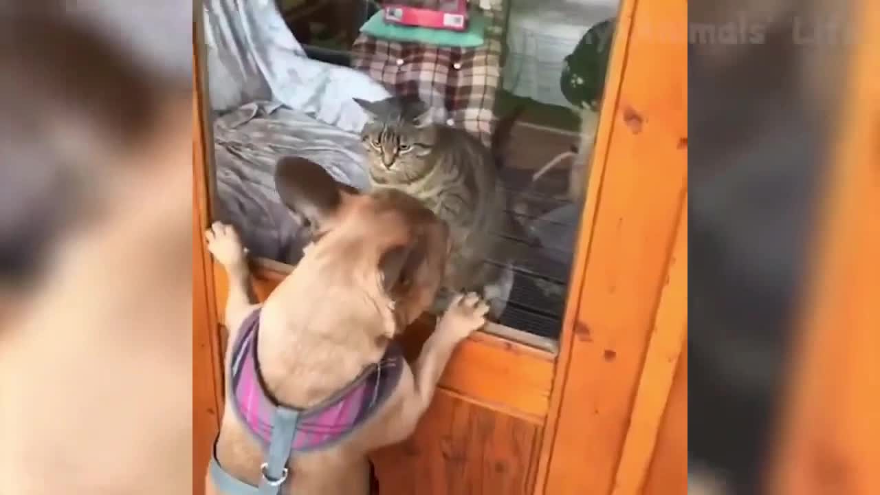 A love scene between a cat and a dog