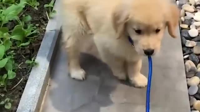 Funny Puppy Videos