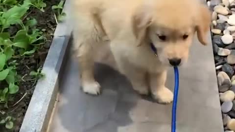 Funny Puppy Videos