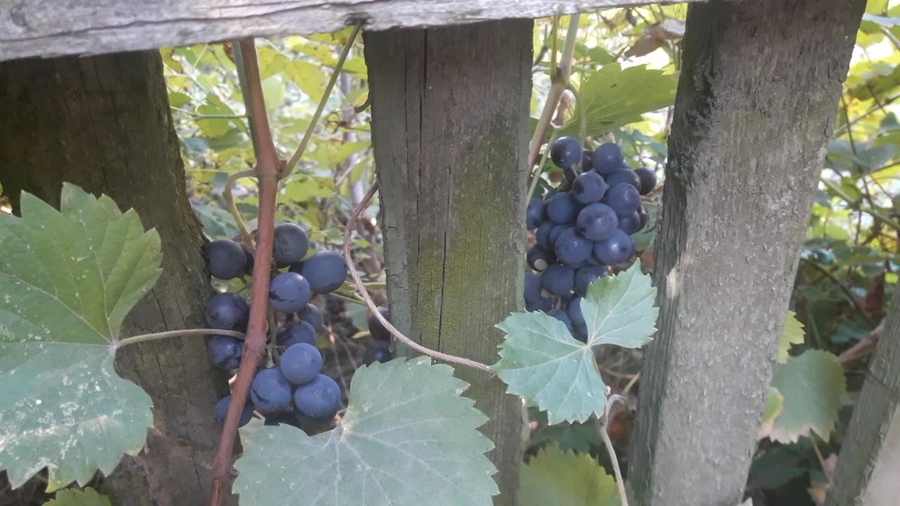 Blue grapes