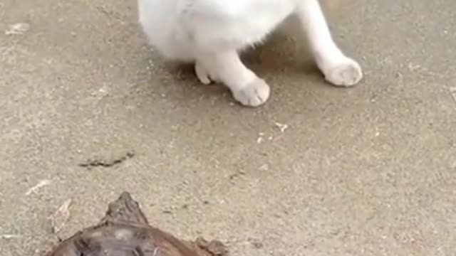 So funny cute ❤ dogs 🐶 and cats 🐱 part 7