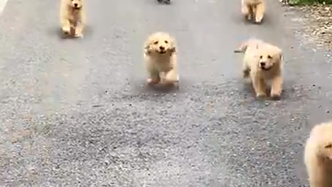 cute puppies running