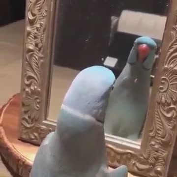 The parrot sees itself in the mirror