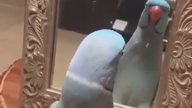 The parrot sees itself in the mirror