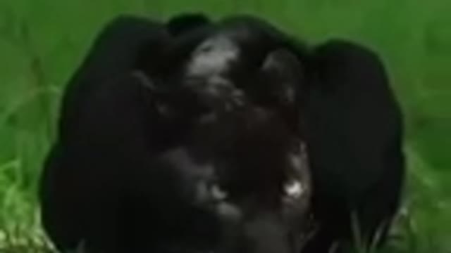 Funny black lion cat dog animals videos_