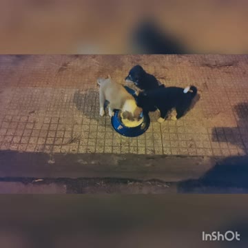 Feeding Stray Puppies #1