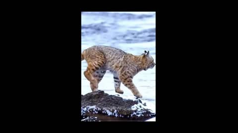 Tiger's amazing jump