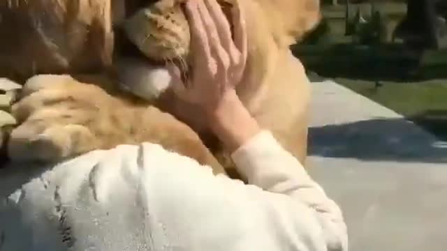 lion meets their owner after long time