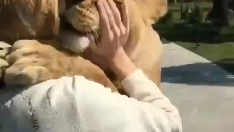 lion meets their owner after long time