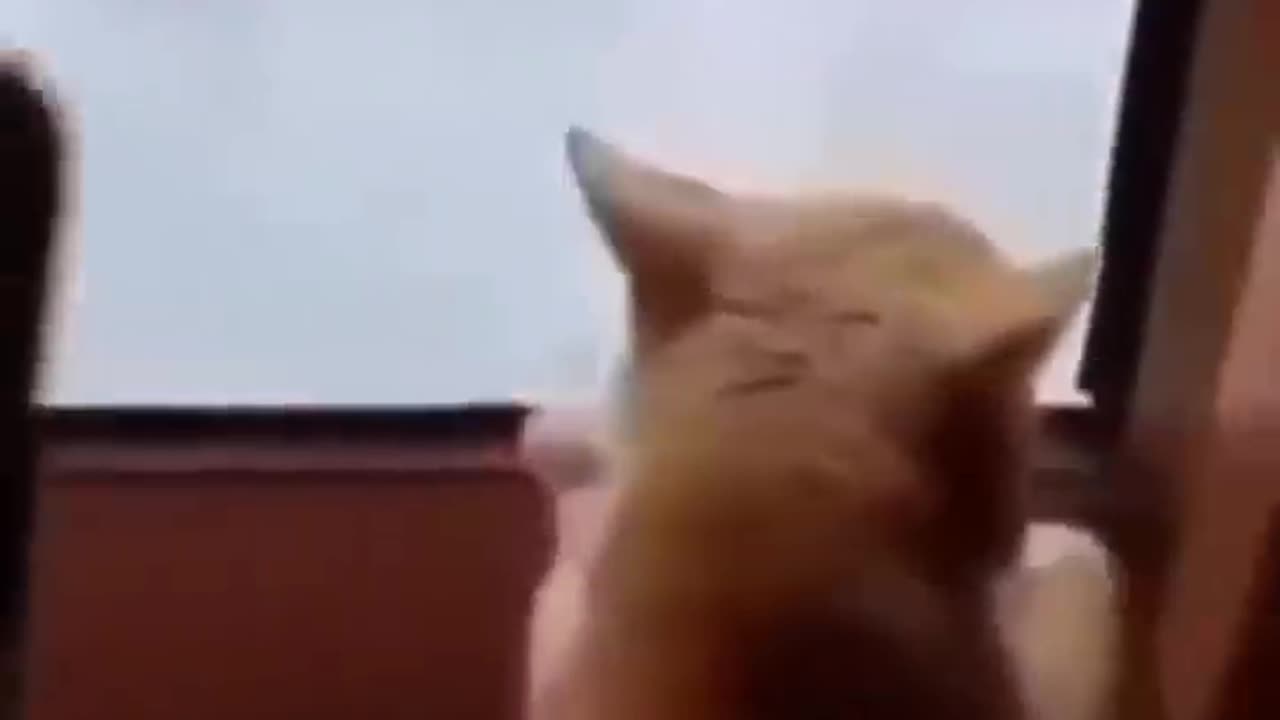 Funny cats movmint