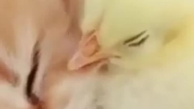Fluffy kitten | Cute Kitten And Chick You Always Want To Have | Short 😍🐾🐱
