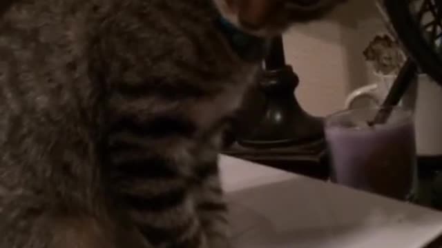 Brown kitten on white folder falls off desk
