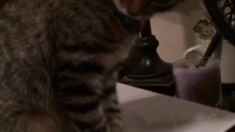 Brown kitten on white folder falls off desk