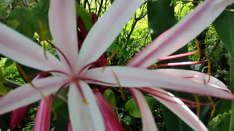 Beautiful flowers from Assam, #nature