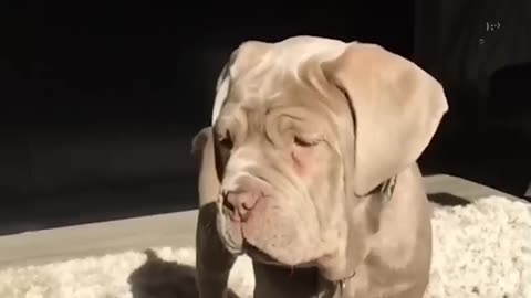Funny Cats Dogs 🐶