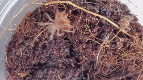 7x Acanthoscuria geniculata (Brazilian White Knee) Tarantula Sling Takedowns
