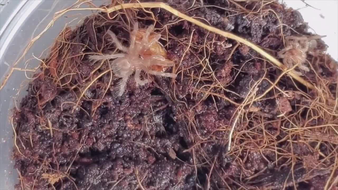 7x Acanthoscuria geniculata (Brazilian White Knee) Tarantula Sling Takedowns