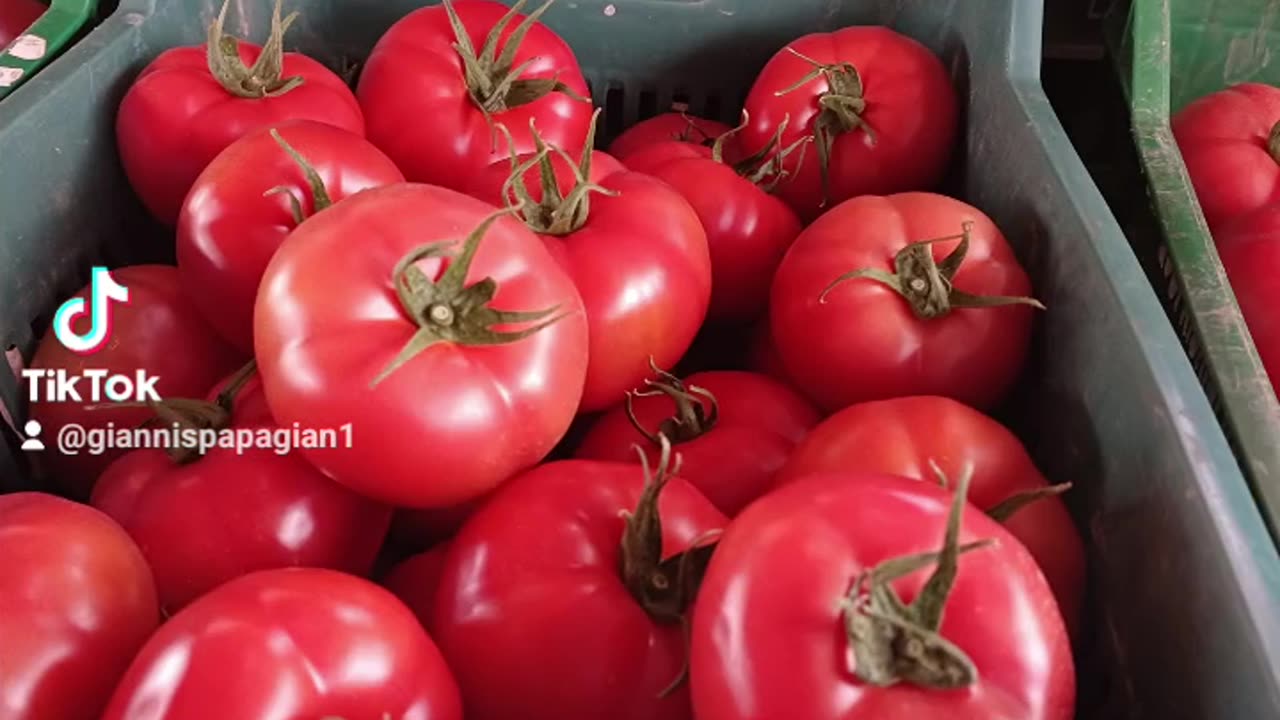 tomato cultivation. VEGETABLES