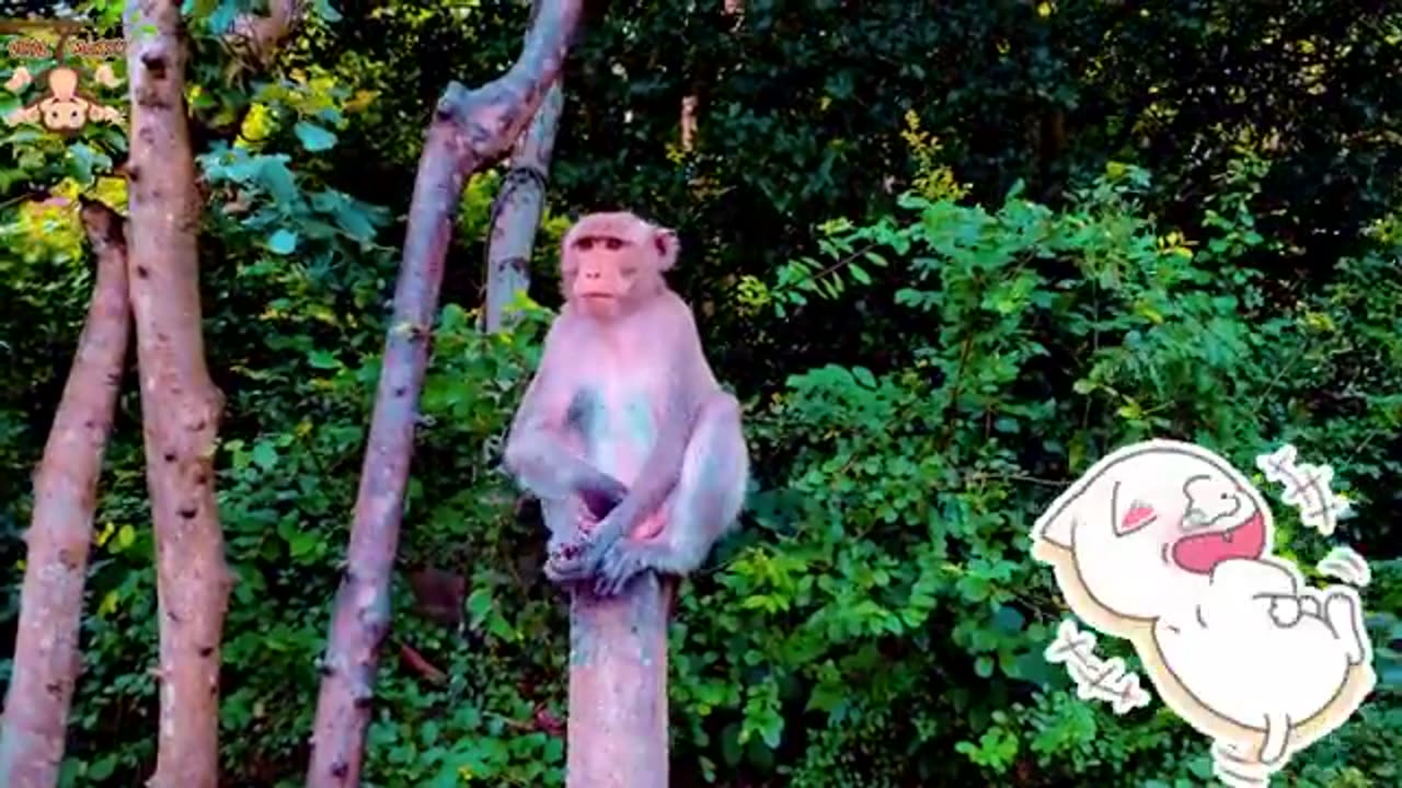 Animal footeg funny monkey