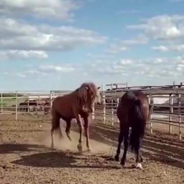Horses Fighting With Rearing | Wild Horses