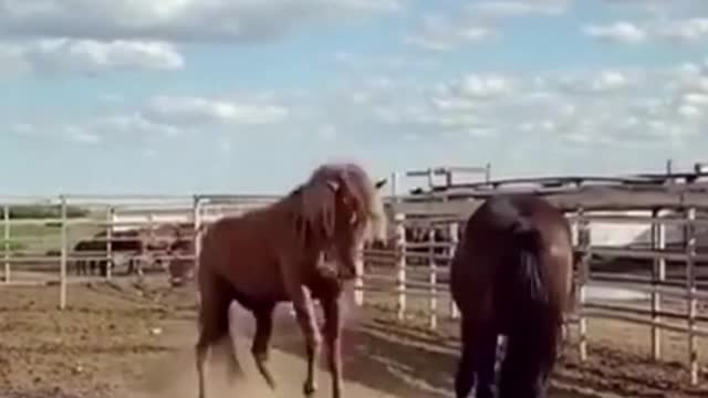 Horses Fighting With Rearing | Wild Horses