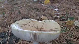 Mushroom
