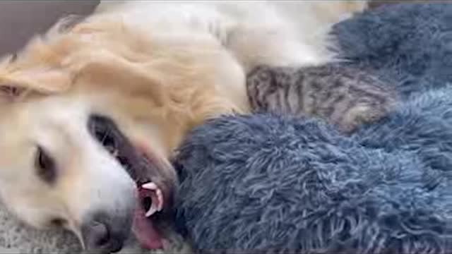 golden retriever VS kitten